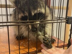 -猫色咖啡·猫咖