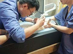 -半岛宠物医院24小时·内窥镜·牙科·碎石中心(府城大道店)