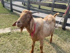 -前小桔亲子创意农场·草莓采摘·露营烧烤