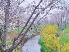 -羊山湖公园
