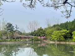 -嘉定紫藤园