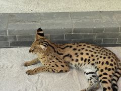 -北京野生动物园