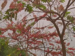 -深圳国际园林花卉博览园