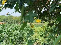 丝瓜子-万尾农贸市场