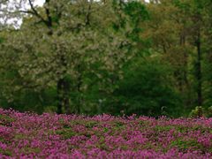 -蜀冈西峰生态公园