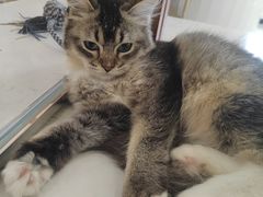 -共舞时光猫咖·狗咖(新街口店)
