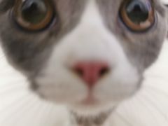 -lincat·猫舍(广州店)