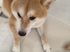 -共舞时光猫咖·狗咖(新街口店)