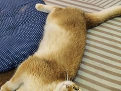 -大型宠物商超·宠海王国·宠物猫狗活体·用品·美容(新世界百货重庆店)