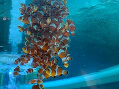 -海合安成都极地海洋公园