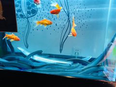 -鳗鱼家·深夜食堂(军博店)