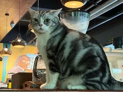 -咖法森林·咖啡  酒吧(天河店)