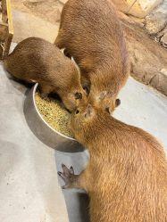 -Zoolung Zoolung动物主题公园(海信广场店)