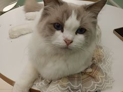 -怪兽屋·羊驼·猫咖·狗咖(俊华广场店)