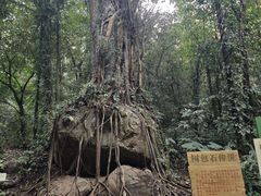 -莫里热带雨林景区