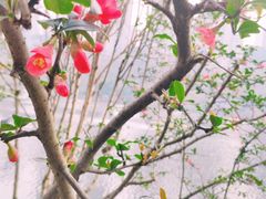 -重庆彩云湖湿地公园
