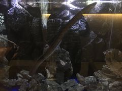 -石葵(锦业时代店)