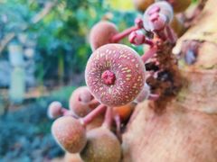 -呀路古热带植物园
