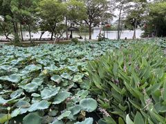 -惠州西湖风景名胜区-丰渚园