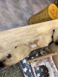 -神奇动物撸宠馆·羊驼·小浣熊·异宠(豫园店)