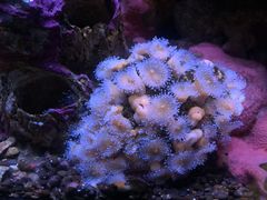 -西雅图水族馆