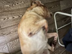 -佳雯宠物医院·皮肤科·内外科(春晓路分院)