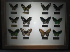 -上海昆虫博物馆