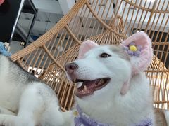 -星多哈·狗咖·拼豆·咖啡