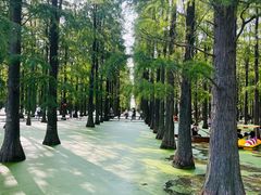 -渌洋湖湿地公园