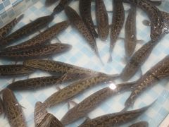 -九寨沟石锅鱼(沣峪口二十年店)