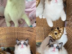 -Bastet sally猫舍购宠(静安店)