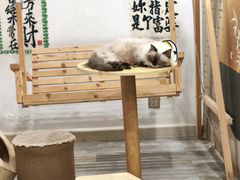 -楼上猫咖(罗湖店)