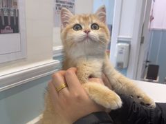 -纳吉亚猫专科动物医院·北北分院