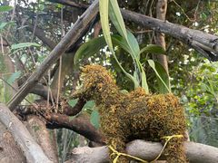 -呀路古热带植物园