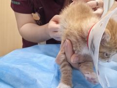 -瑞派·关忠动物医院·猫专科·犬专科(三环新城店)