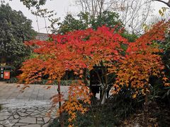 -杭州半山国家森林公园