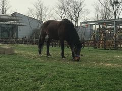 -田园东方蜜桃村的田野营地
