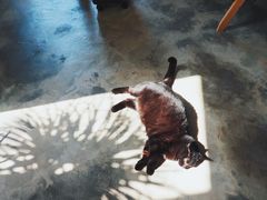 -猫里有甜