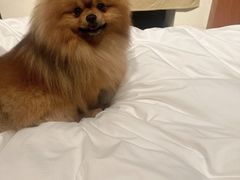 -中农大我爱我爱动物医院·核磁CT·猫病·24小时夜诊中心(石佛营店)