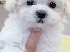 -萌宠之家·腊肠犬·马尔泰·小体犬舍