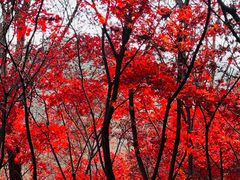 -崂山巨峰游览区