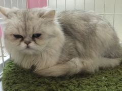 -Oh My Dog宠物沙龙(伊珊娜皮毛护理店)