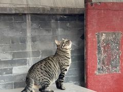 -万松老人塔