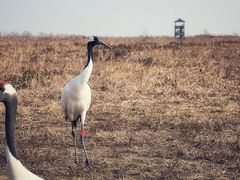 -盐城丹顶鹤湿地生态旅游区