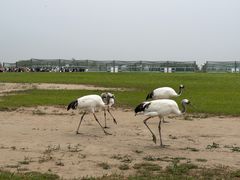 -盐城丹顶鹤湿地生态旅游区