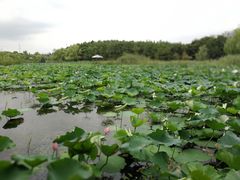 -昆山城市生态森林公园