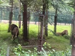 -秦皇岛野生动物园
