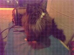 android_upload_pic-Anne猫窝咖啡屋