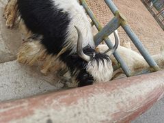 -无锡动物园·太湖欢乐园