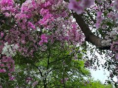 -深圳国际园林花卉博览园